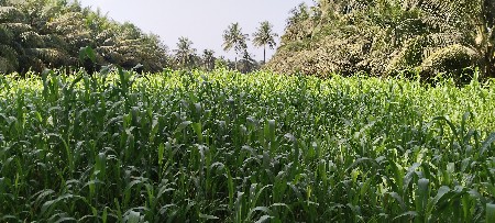 જાવરનો ચારો વેસવાનો છે