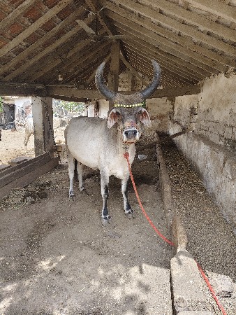ગાય વેચવા ની છે
