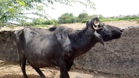ભેંશ વેચવાની છે