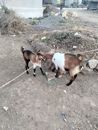 બકરી વેચવાની છે