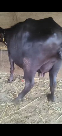 ભેંસ વેચવાની છે