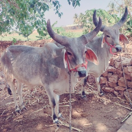 વેચવાના છે