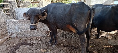 ભેંસ વેચવાની છે