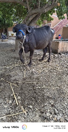 pel vetre  2