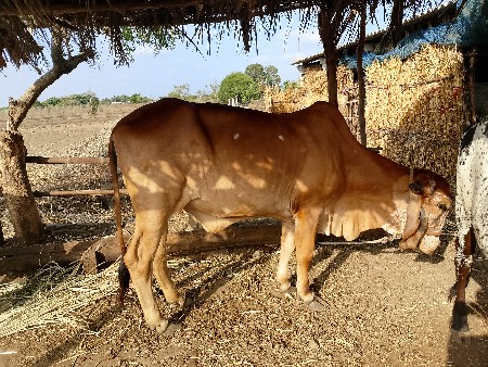 વોડકી વેચવાની છે