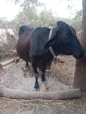 ગાયવેચવાનીછે