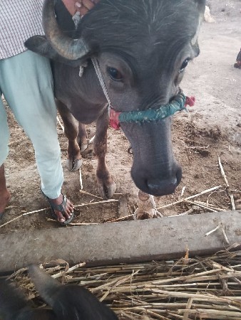 બે ખડેલા વેશવાના છે