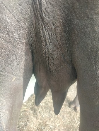 ગાભણ