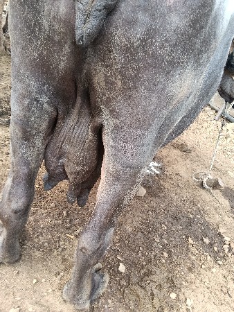 bhesh vechvani