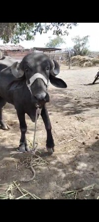 ઓરીજનલ દેશી ટોપલી ખડેલી વેચવાની