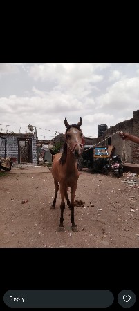 આ વછેરી વેચવાની છે