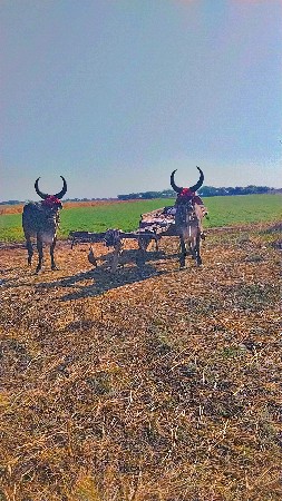 છેલ્લી ઘરના વેચવાના