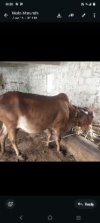 ગાય વેચવાની છે