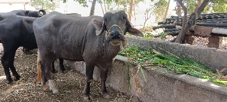 પેલું વેતર ખડેલી