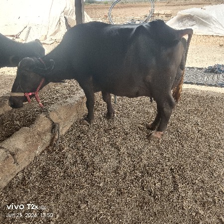 બીજું વેતર