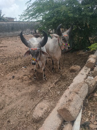 શિવ સાહેબ