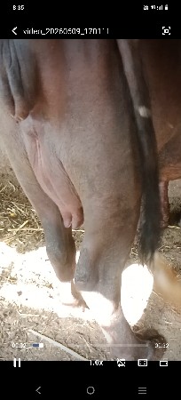 આઠ દસ દિવસની વાર