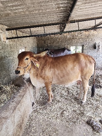 ગાય વેચવાની છે