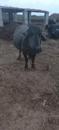 ભેંસ વેચવાની છે