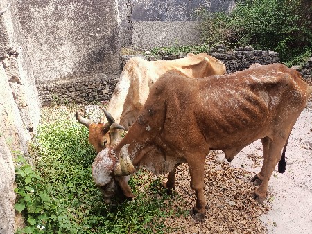 બળદ વેચવાના છે