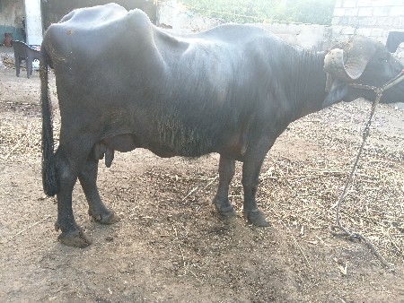 ભેશવેચવાનીછે