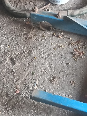 એક વર્ષ વાપરેલી ઘોડી
