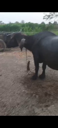 ભેંશ વેચવાની છે