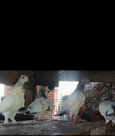વેચવાના શે