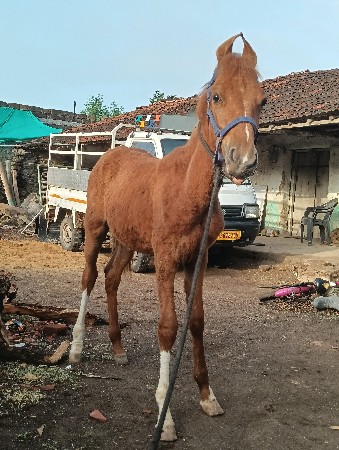 વશેરો વેસવાનો છે અને સાટા કરવાના