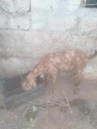 આ. બકરી. વેચવા નિ. છે