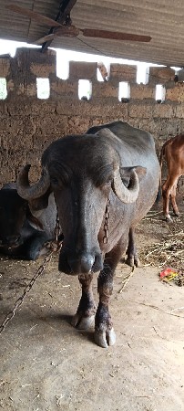 પેલા વેતર ની ખડેલી છે