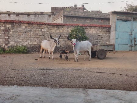 વેચવા ના છે