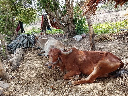બળદ વેચવાના છે