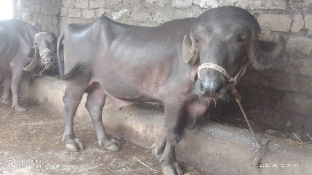 પાડો વેશવાનો છે.