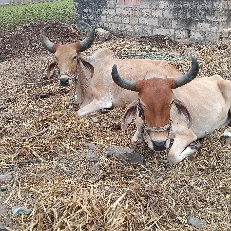 બળદ વેચવાના છે