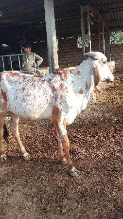 ગીર વાછરડી
