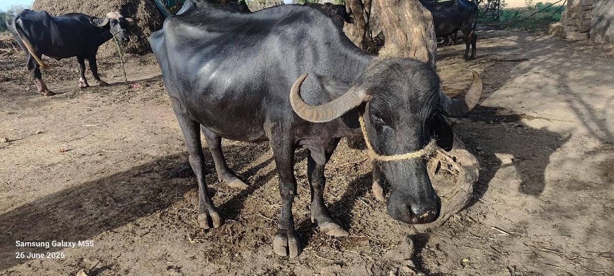 ભેસ  વેચવાની  છે