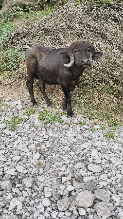 આ પાડો બે વર્ષનો છે