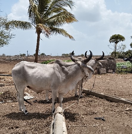 બધે ફુલ ચાલુ