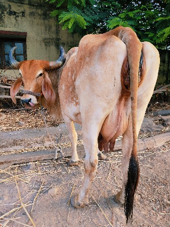 ગાય વેચવાની