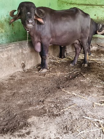 બે ખળાય વેસવા ની છે