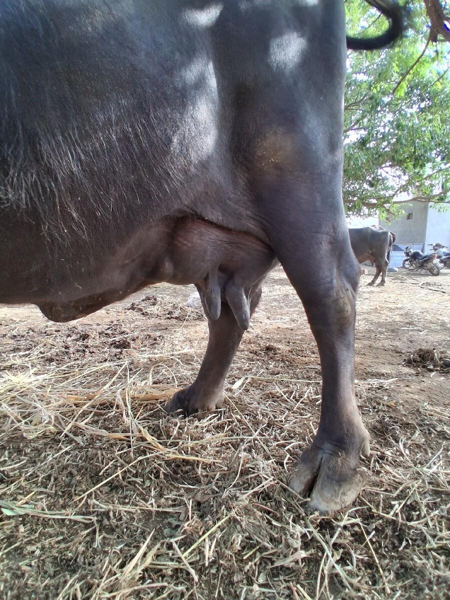 ભેંસ વેચવાની છે 4 વેતરણ