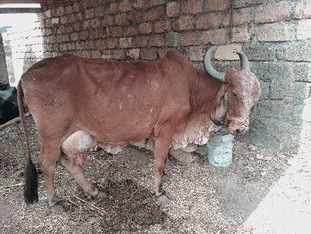 ગીર ગાય વેચવાની છે દસ દિવસની વિયાણી