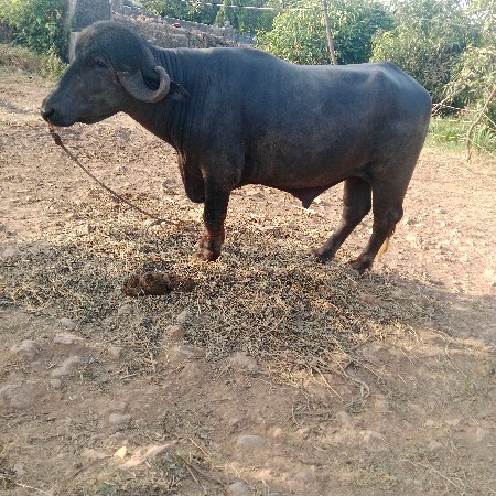 પાડો વેચવાનો છે