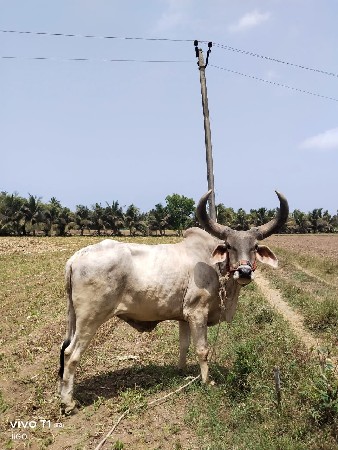 વેચવાનો છે