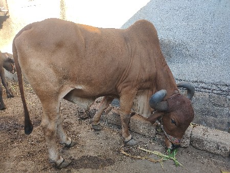 બળદ વેચવાનો છે
