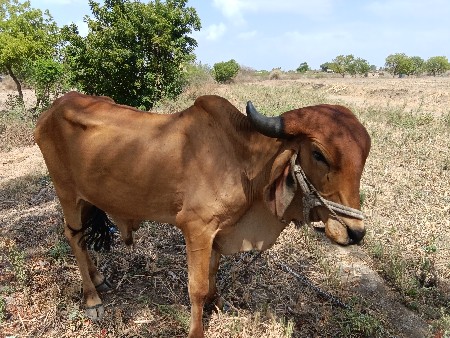 વેતા કરેલ છે