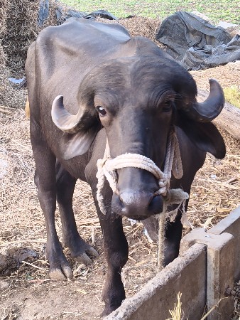 ખરેલો વેચવાનો છે