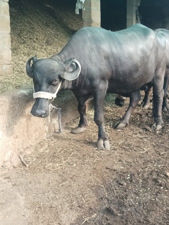 ભેંસ વેચવાની છે