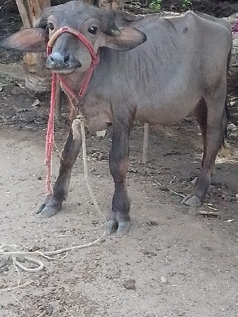 jafrabadi   padi   vechvani